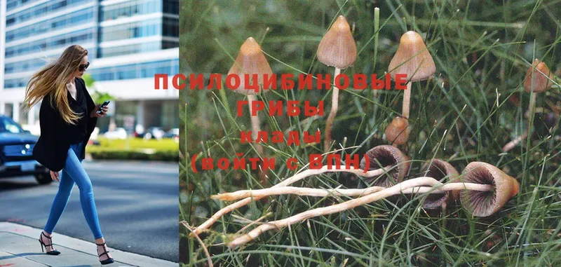 купить наркотики сайты  Шахты  Галлюциногенные грибы MAGIC MUSHROOMS 